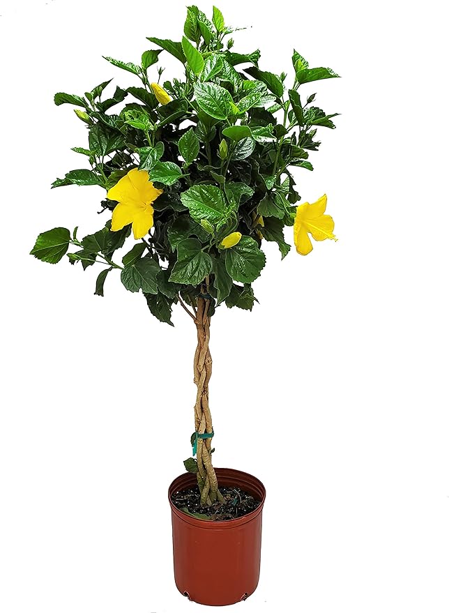 Braided Hibiscus Live Tree - Yellow Ft. Myers - Overall Height 38" to 44" - Tropical Plants of Florida (Plant Only)
