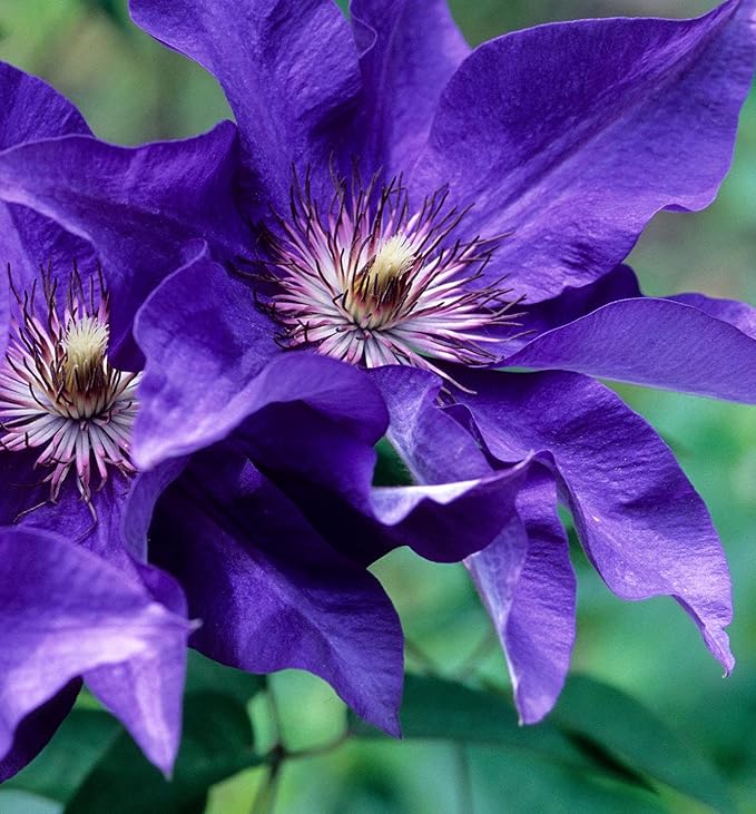 Clematis The President - 5 Live Plants in 4 Inch Growers Pots - Clematis 'The President' - Starter Plants Ready for The Garden - Beautiful Purple Blue Flowering Vine