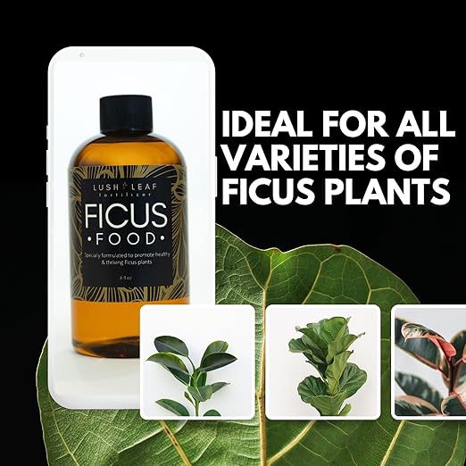 Lush Leaf | Plant Food (Ficus)