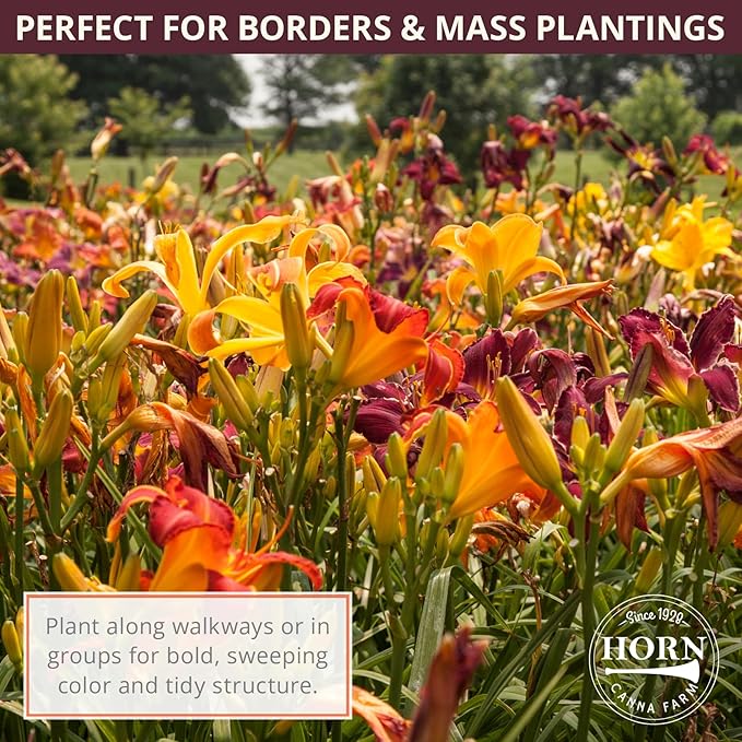 Rose Red Ruffles Daylily Flower Bulbs – Bright Pink-Red Ruffled Blooms – Rabbit-Resistant Hardy Summer Perennial for Borders (Zones 3–9) Fall Planting Spring Blooming