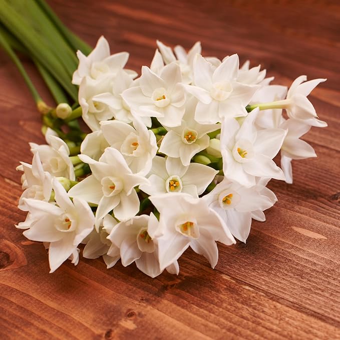 Fantastic Fragrant Paperwhite Narcissus ‘Ziva’ Flowers – 3 Premium Daffodil Bulbs | Easy Indoor or Outdoor Blooms – Attracts Butterflies, Bees & Hummingbirds | Great Gift for Gardeners
