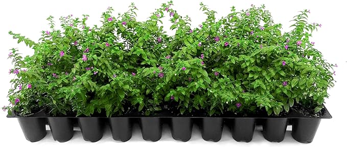 Mexican Heather Purple | 20 Live Plants | Cuphea Hyssopifolia | Drought Tolerant, Evergreen Shrub, Low Maintenance, Flowering Blooms, Full Sun, Ground Cover, Year Round Interest, Outdoor Garden
