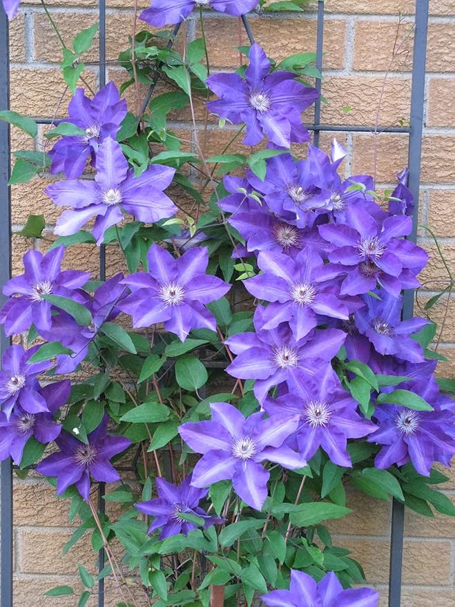 Clematis The President - 5 Live Plants in 4 Inch Growers Pots - Clematis 'The President' - Starter Plants Ready for The Garden - Beautiful Purple Blue Flowering Vine