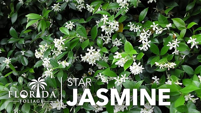 Star Jasmine | 40 Live Plants | Trachelospermum Jasminoides | Fragrant Blooming Evergreen Vine, Low Maintenance, Climbing, White Flowers, Attracts Pollinators, Drought Tolerant