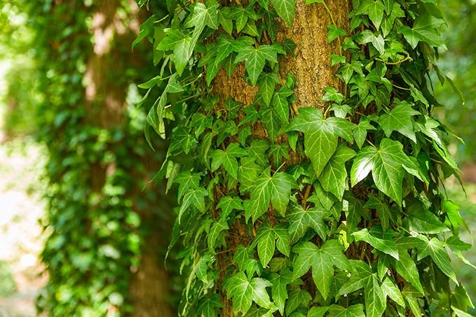 English Ivy Tree - 5 Live Plants in 4 Inch Pots - Hedera Helix - Florist Quality - Stylish Air Purifying Topiary Houseplant Vine