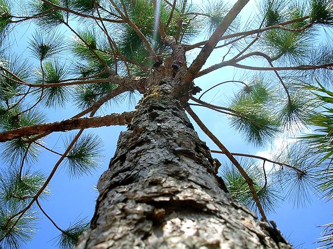 Slash Pine Tree | 2 Large Gallon Size Pots | Pinus elliottii | Fast-Growing Evergreen | Landscape Shade Plants