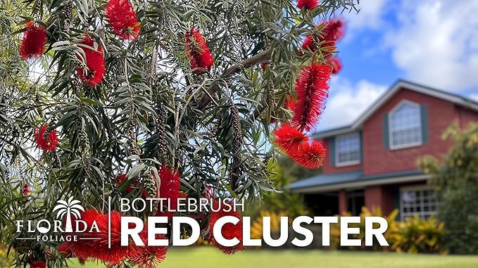 Bottlebrush Red Cluster | 3 Live 4 Inch Plants | Callistemon | Drought Tolerant Shrub, Evergreen Foliage, Vibrant Red Blooms, Low Maintenance Plant, Attracts Hummingbirds, Landscaping