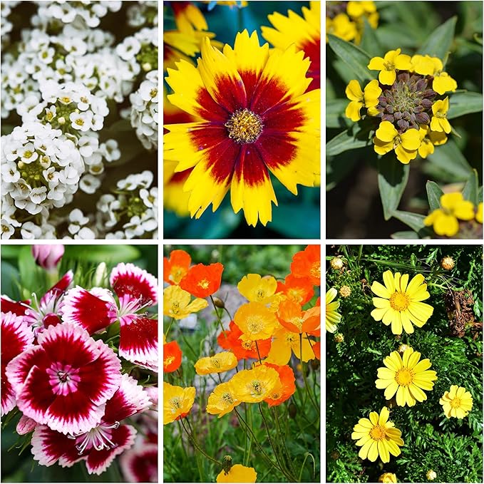 Wildflower Seeds - Drought-Tolerant Mix, 2 oz (80,000+ Seeds) – 20 Non-GMO Varieties – Dryland Wildflower Blend for Pollinators and Low-Water Gardens