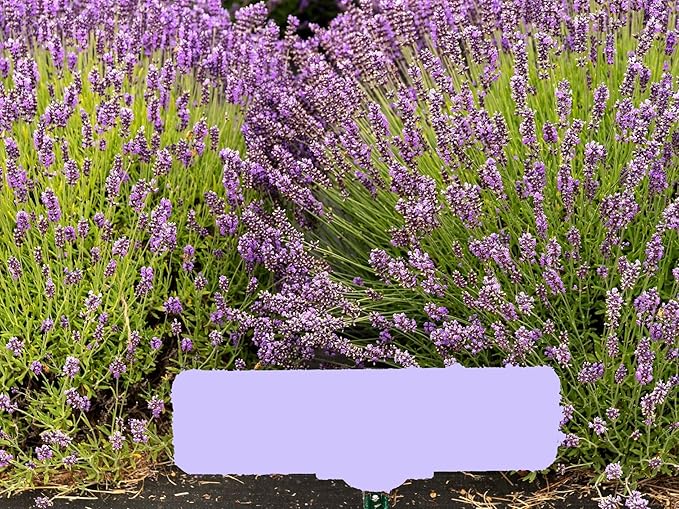 Greenwood Nursery: Live Perennial Plants - Royal Velvet Lavender + Lavandula Angustifolia - [Qty: 3X Pint Pots] - (Click for Other Available Plants/Quantities)
