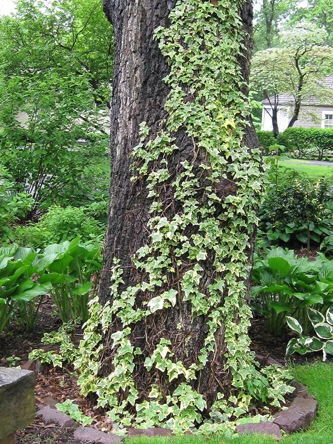 Variegated English Ivy - 5 Live Plants in 4 Inch Pots - Hedera Helix - Beautiful Easy Care Indoor Air Purifying Houseplant Vine