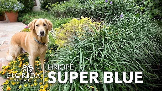 Super Blue | 40 Live Plants | Liriope Muscari | Ground Cover Plant, Ornamental Grass, Drought Tolerant, Low Maintenance, Evergreen Foliage, Purple Flower Spikes, Shade Garden Favorite, Easy to Grow