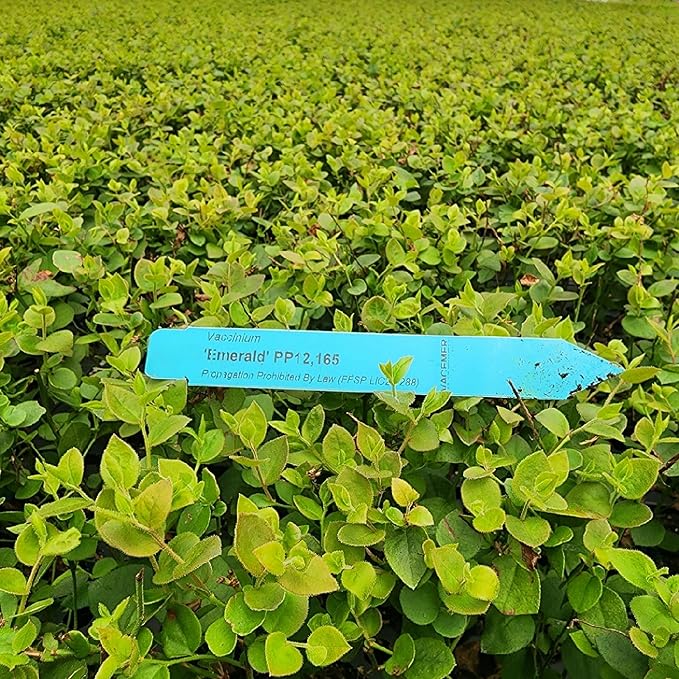 Pink Lemonade Blueberry (Emerald)