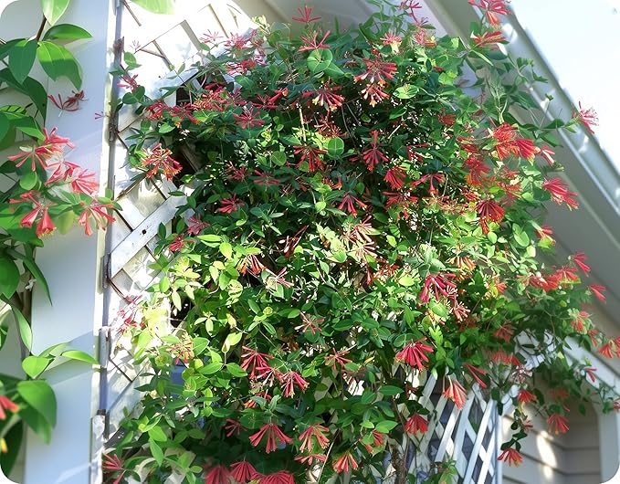 Coral Honeysuckle | 3 Large Gallon Size Plants | Lonicera Sempervirens | Attracts Hummingbirds, Red Trumpet Flowers, Fast Growing Vines, Low Maintenance, Long Blooming Season, Garden Climbing Vine