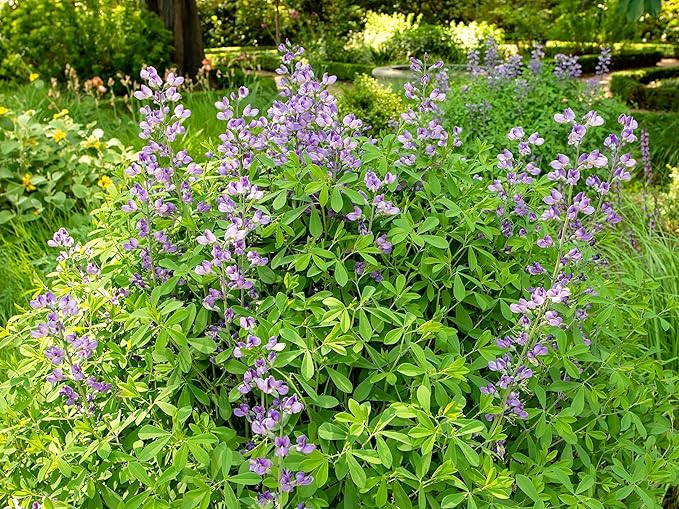 Greenwood Nursery: Live Perennial Plants - Blue False Indigo + Baptisia Australis - [Qty: 3X Pint Pots] - (Click for Other Available Plants/Quantities)
