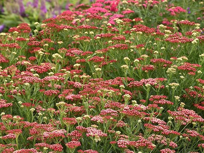 Greenwood Nursery: Live Perennial Plants - Achillea New Vintage Red Yarrow - [Qty: 10x Pint Pots] - (Click for Other Available Plants/Quantities)