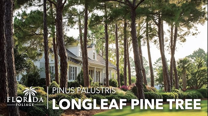 Longleaf Pine Tree | 10 Live Plants | Pinus Palustris | Fast Growing, Southern Yellow Evergreen, Ornamental Landscaping, Drought Tolerant, Native Habitat, Wildlife Friendly