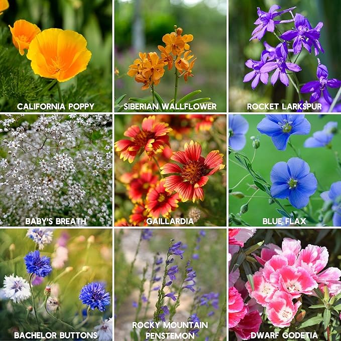 Wildflower Seeds - Rocky Mountain Mix, 2 oz (80,000+ Seeds) – 18 Non-GMO Varieties – Bulk Pollinator-Friendly Blend for Planting