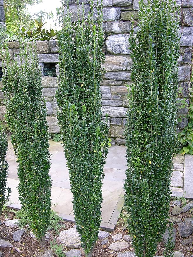 Sky Pencil Japanese Holly - 3 Live Plants - Ilex Crenata - Formal Low Maintenance Evergreen